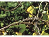 The chameleon can change colour to camouflage itself. It lives particularly in wooded areas.